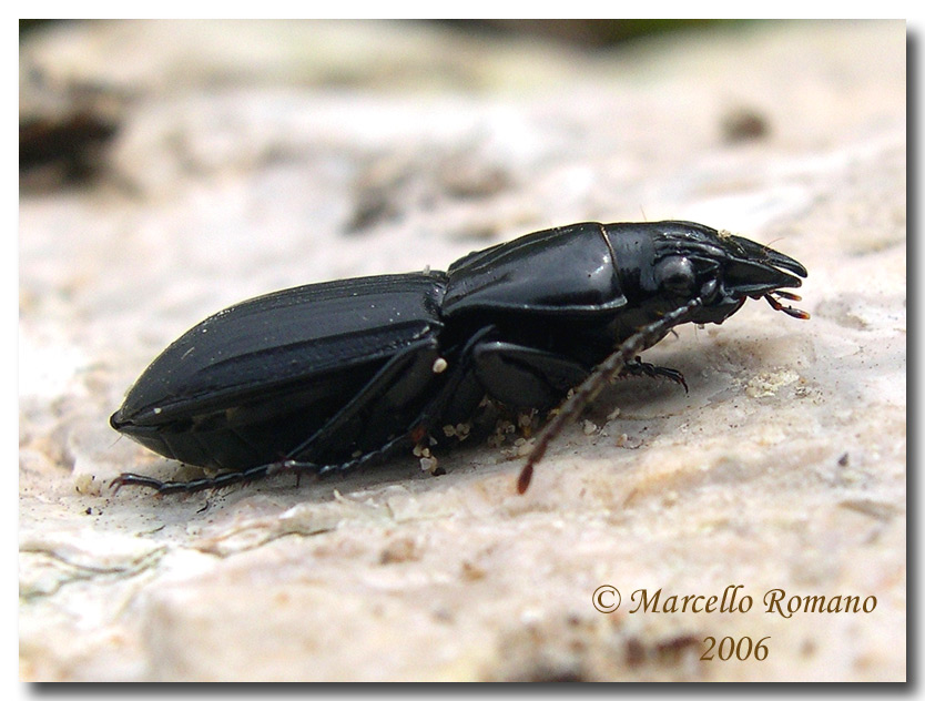 I Percus siciliani: P. lineatus e P. corrugatus (Carabidae)